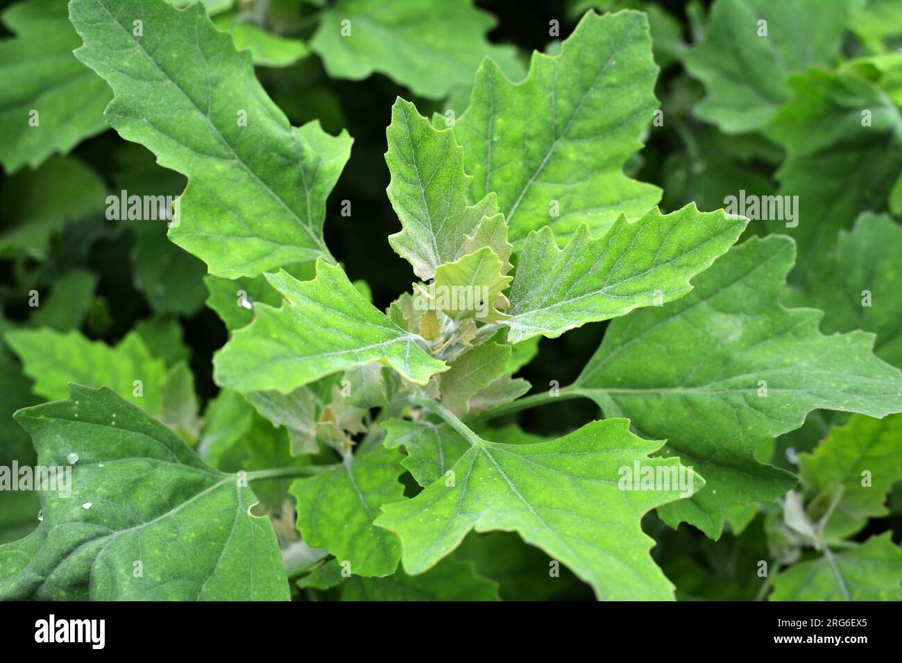 In nature, the field grows a orach (Chenopodium album) Stock Photo