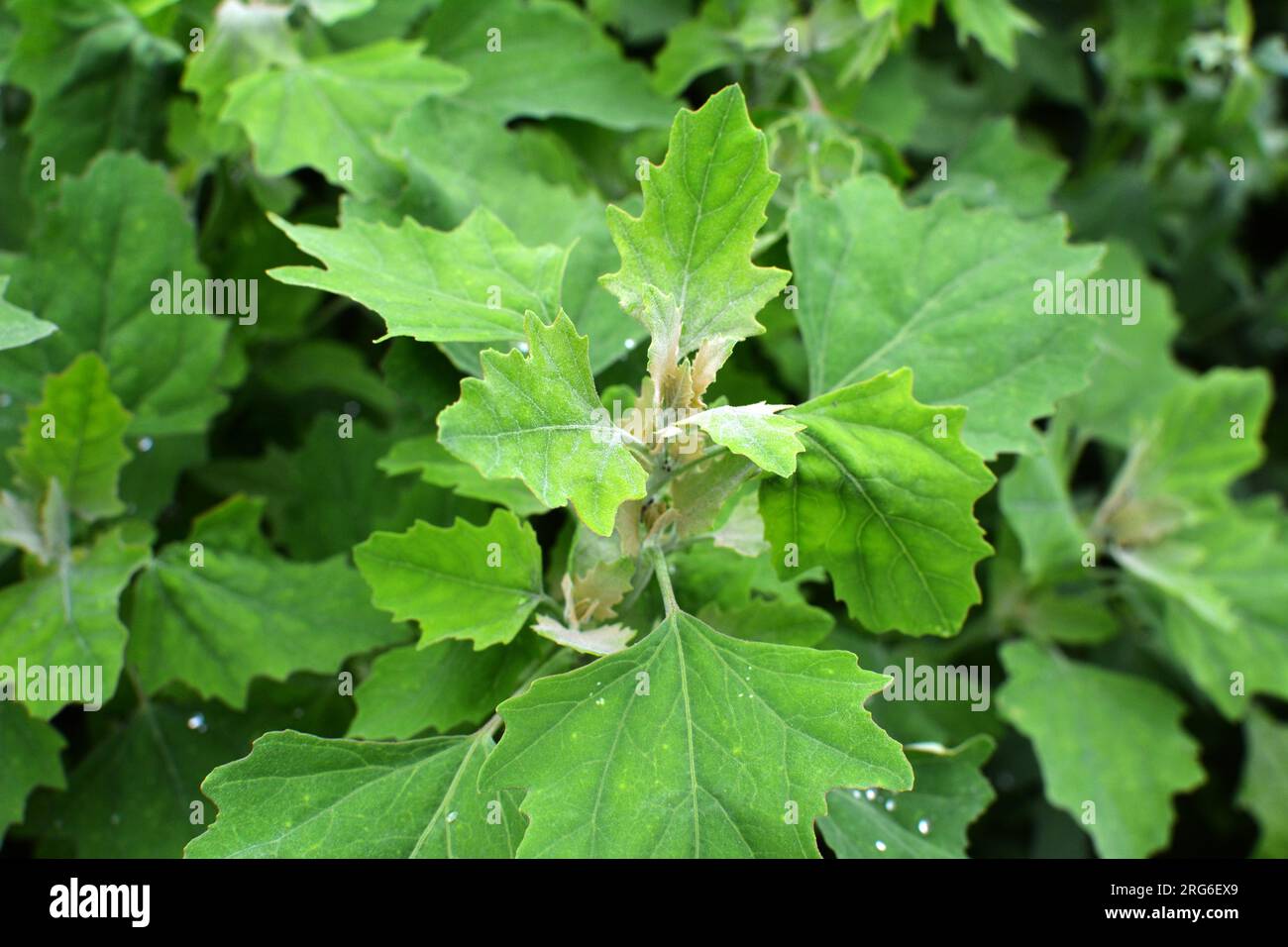 In nature, the field grows a orach (Chenopodium album) Stock Photo