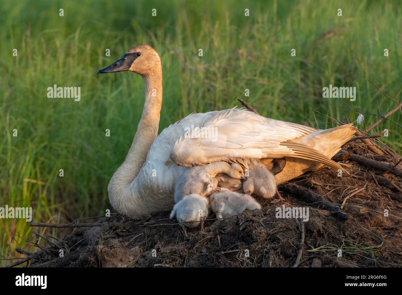 Family of Trumpeter swans (Cygnus buccinator) with cygnets atop active beaver lodge, Wisconsin, USA, by Dominique Braud/Dembinsky Photo Assoc Stock Photo