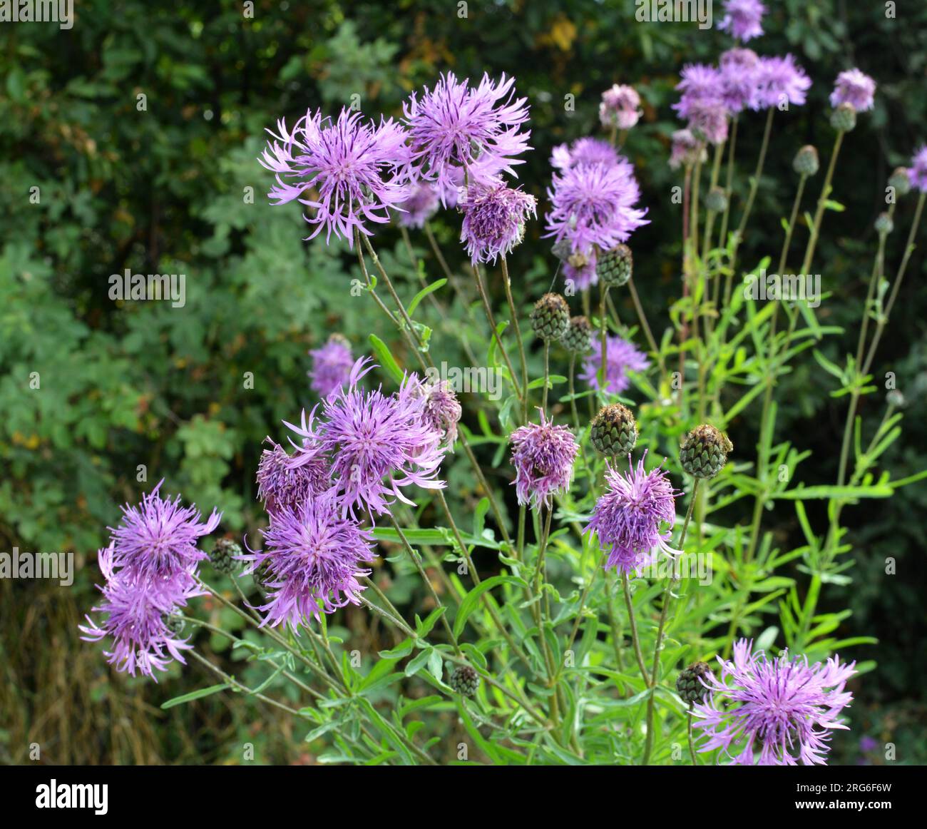 Cornflower Centaurea Scabiosa Blooms Among Wild Grasses In Summer cornflower-centaurea-scabiosa-blooms-among-wild-grasses-in-summer