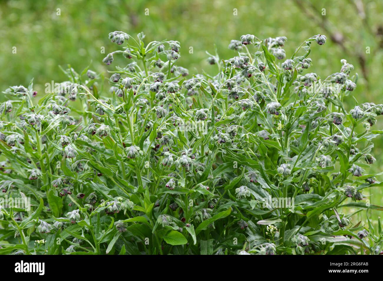 In the wild, Cynoglossum officinale blooms among grasses Stock Photo