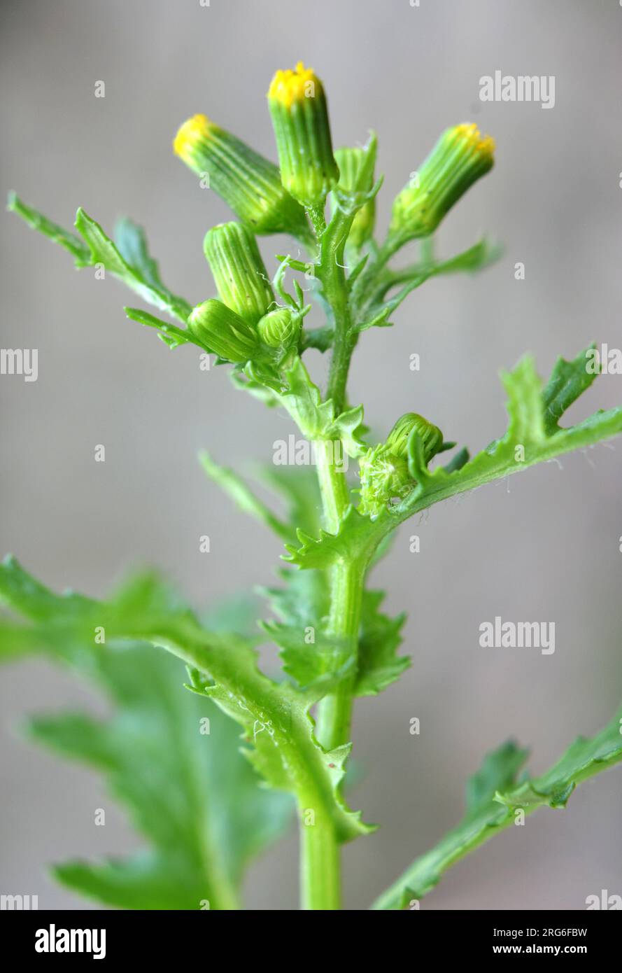 In nature, Senecio vulgaris grows as a weed Stock Photo
