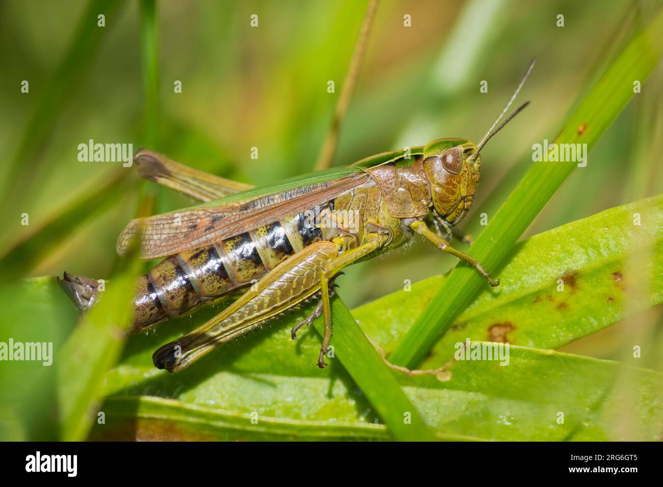 Common green grasshopper (Omocestus viridulus), wildflower meadow, RSPB Loch Leven, Scotland, UK. Stock Photo