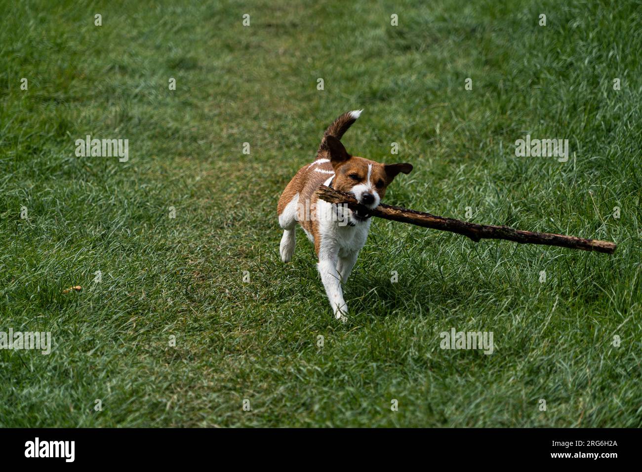 A Parson Russell Terrier playing fetch with a stick by the river Eamont near Penrith Cumbria Stock Photo