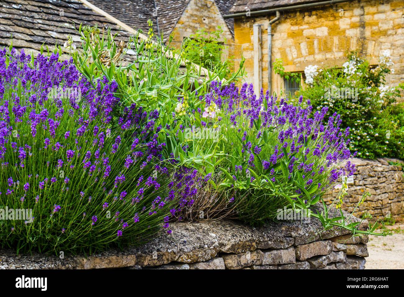 Lavender, Upper Slaughter, The Costwolds, England Stock Photo