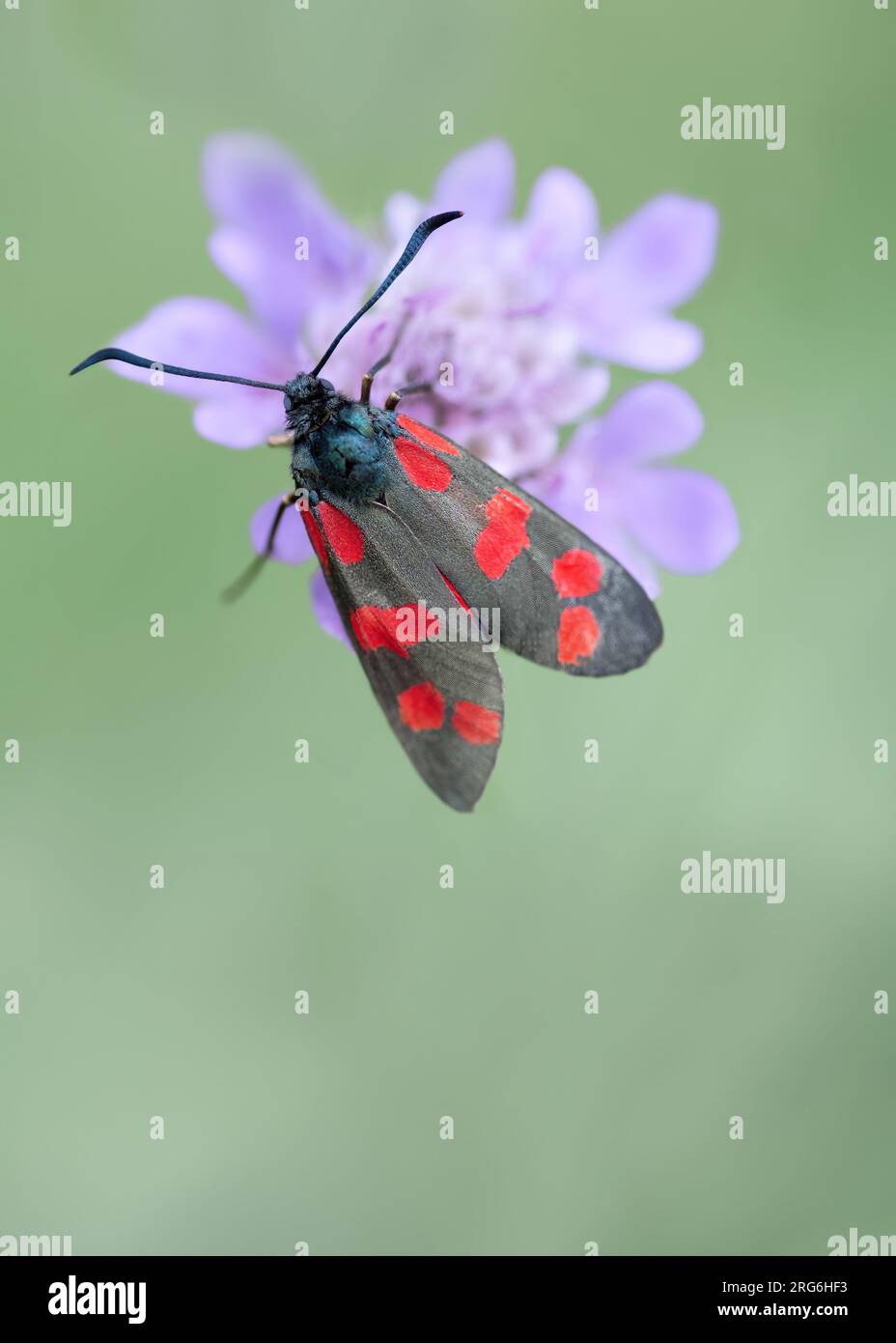 A macro of a moth, the narrow-bordered five-spot burnet ( Zygaena Lonicerae ) on a purple flower,pastel green background, copy space, negative space Stock Photo