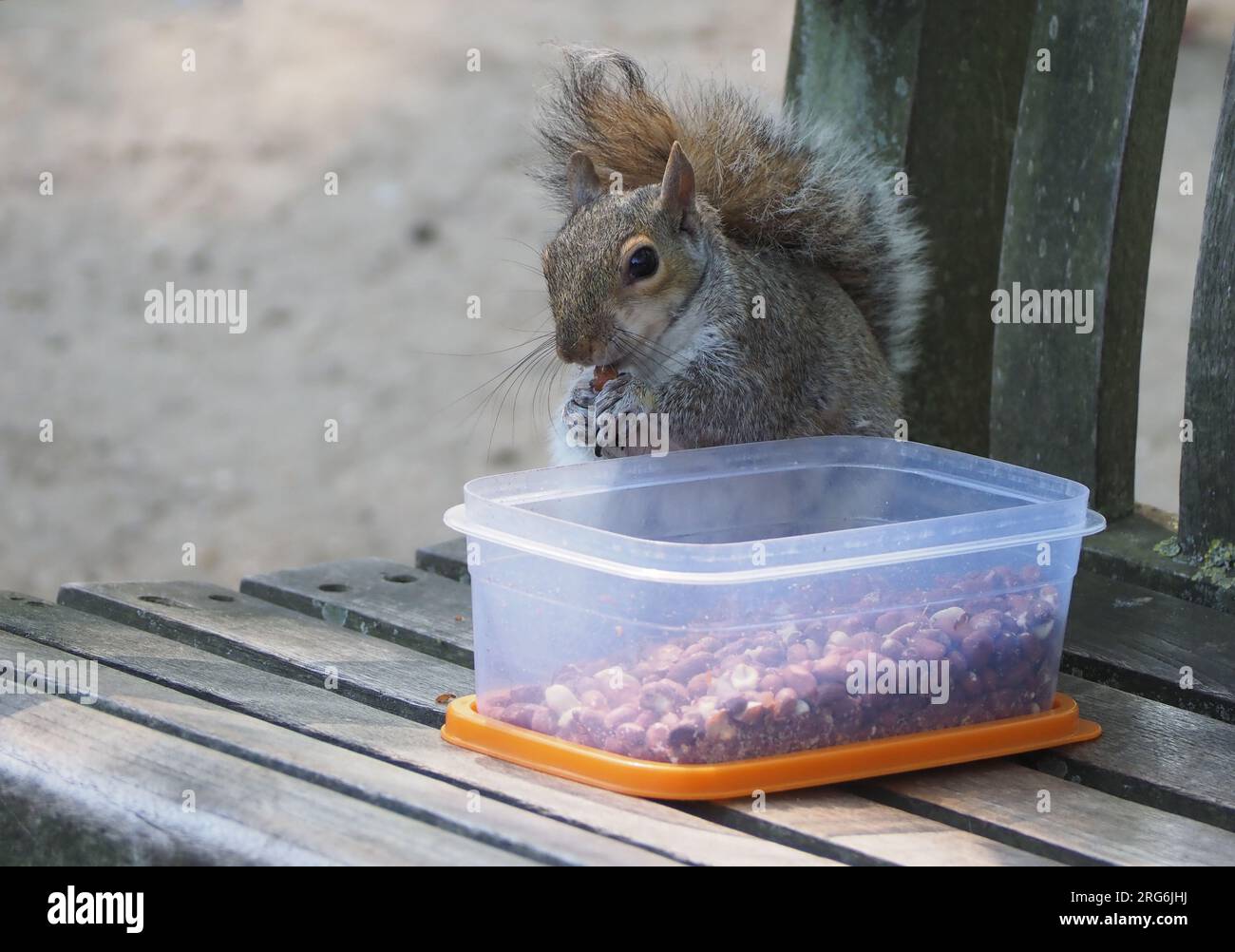 grey squirrel scientific name Sciurus carolinensis of animal class