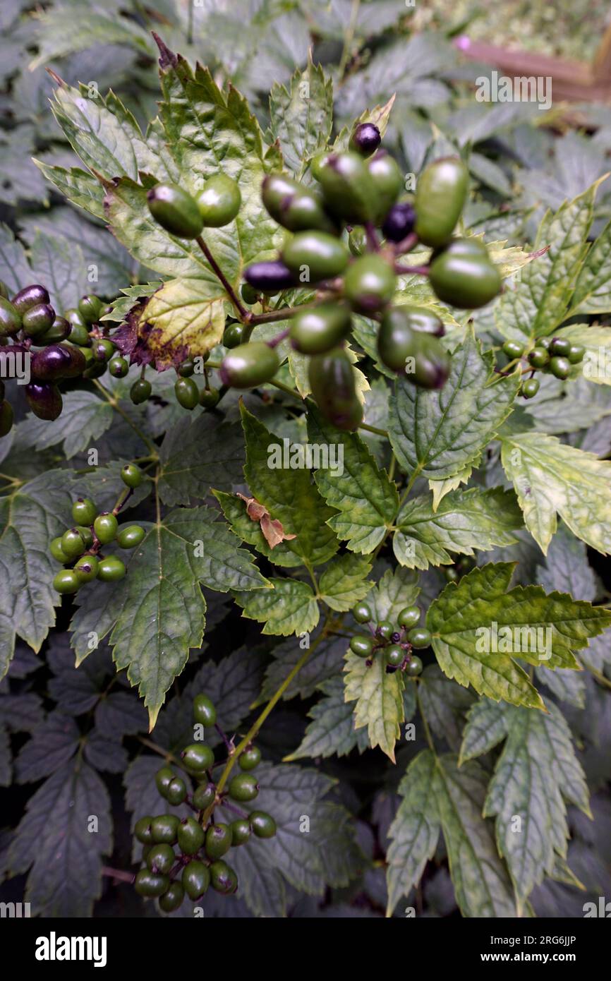 baneberry (actaea spicata) Stock Photo