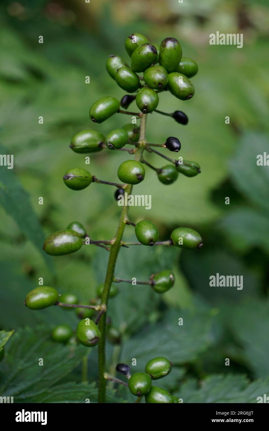 baneberry (actaea spicata) Stock Photo