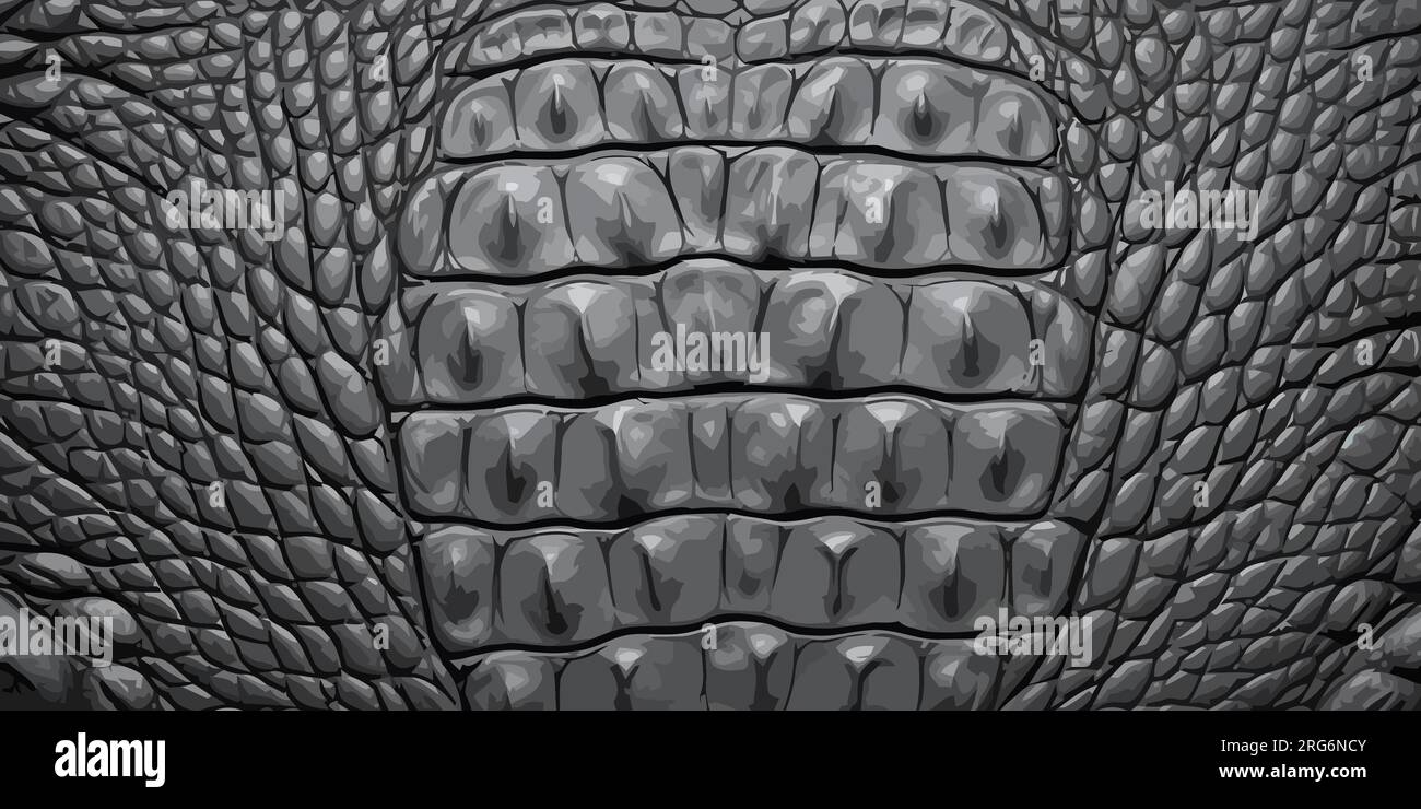nuttet Tilståelse Kvalifikation Alligator skin texture background. Crocodile skin print. Elegant trendy  background. Vector illustration Stock Vector Image & Art - Alamy