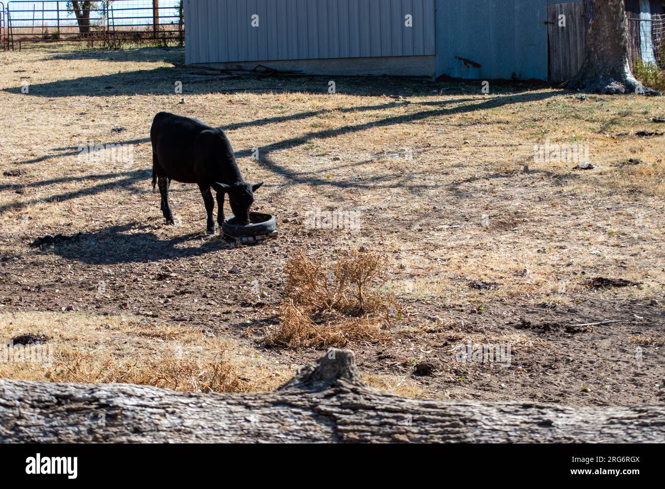 A black angus calf licks a mineral block placed inside an old tire. Defocused foreground. Stock Photo