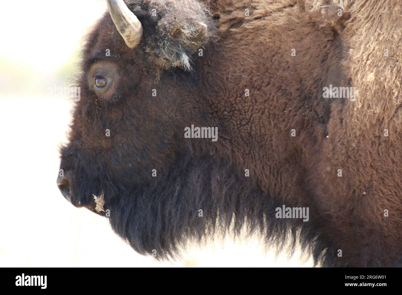 American bison (Bison bison) at Prairie State Park in Missouri Stock
