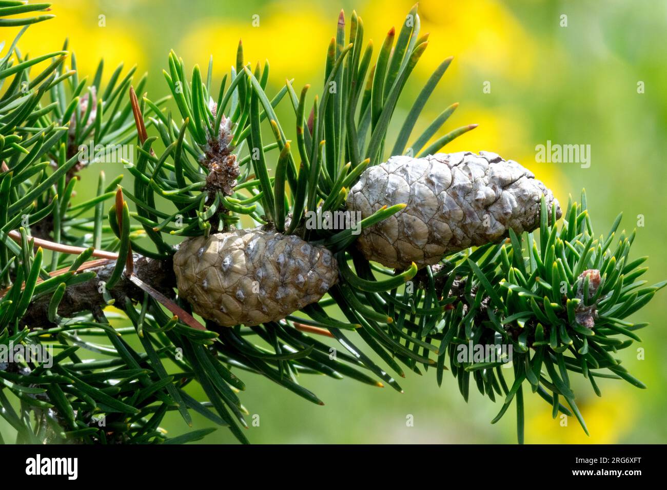 Jack Pine Pinus banksiana Cones closeup Needles, Branch Stock Photo