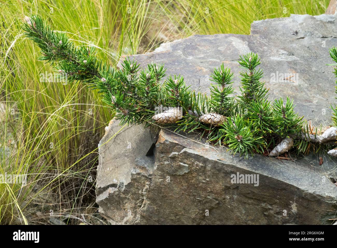 Jack Pine, Pinus banksiana branch on stone with cones Stock Photo