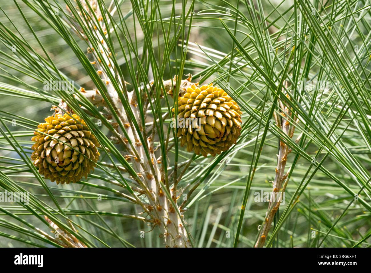 Young two female cones on a branch with long needles, Digger Pine Pinus sabiniana, California Foothill Pine Stock Photo