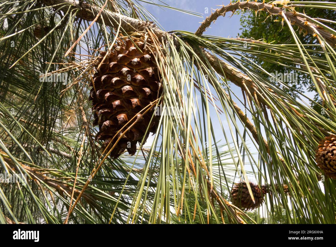Digger pine cone Pinus sabiniana or Pinus sabineana, California Foothill Pine Stock Photo