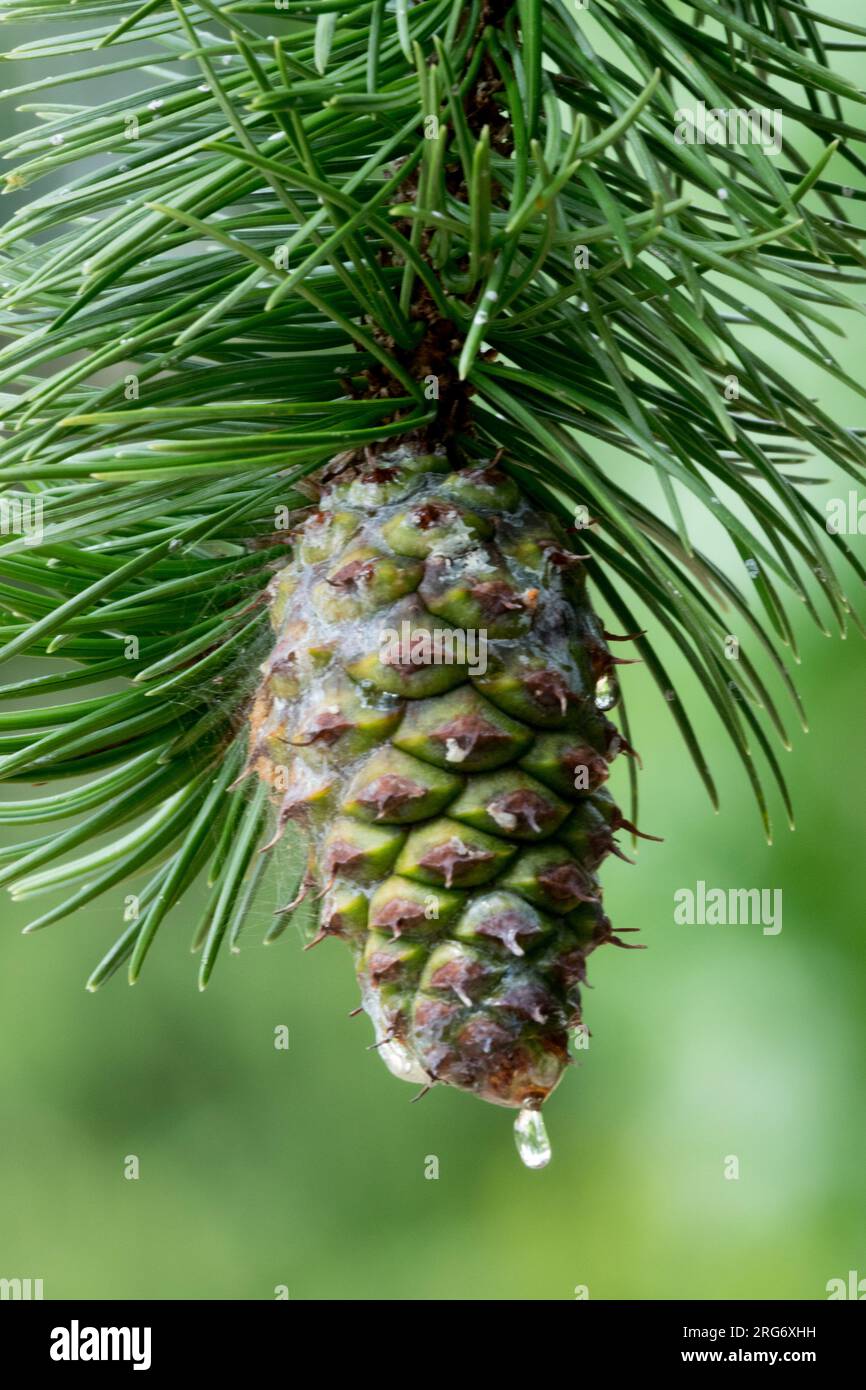 Pinus aristata, Cone, Rocky Mountain Bristlecone Pine Stock Photo
