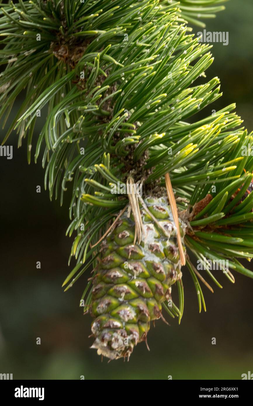 Rocky Mountain Bristlecone, Pine Cone, Pinus aristata female cone Stock Photo