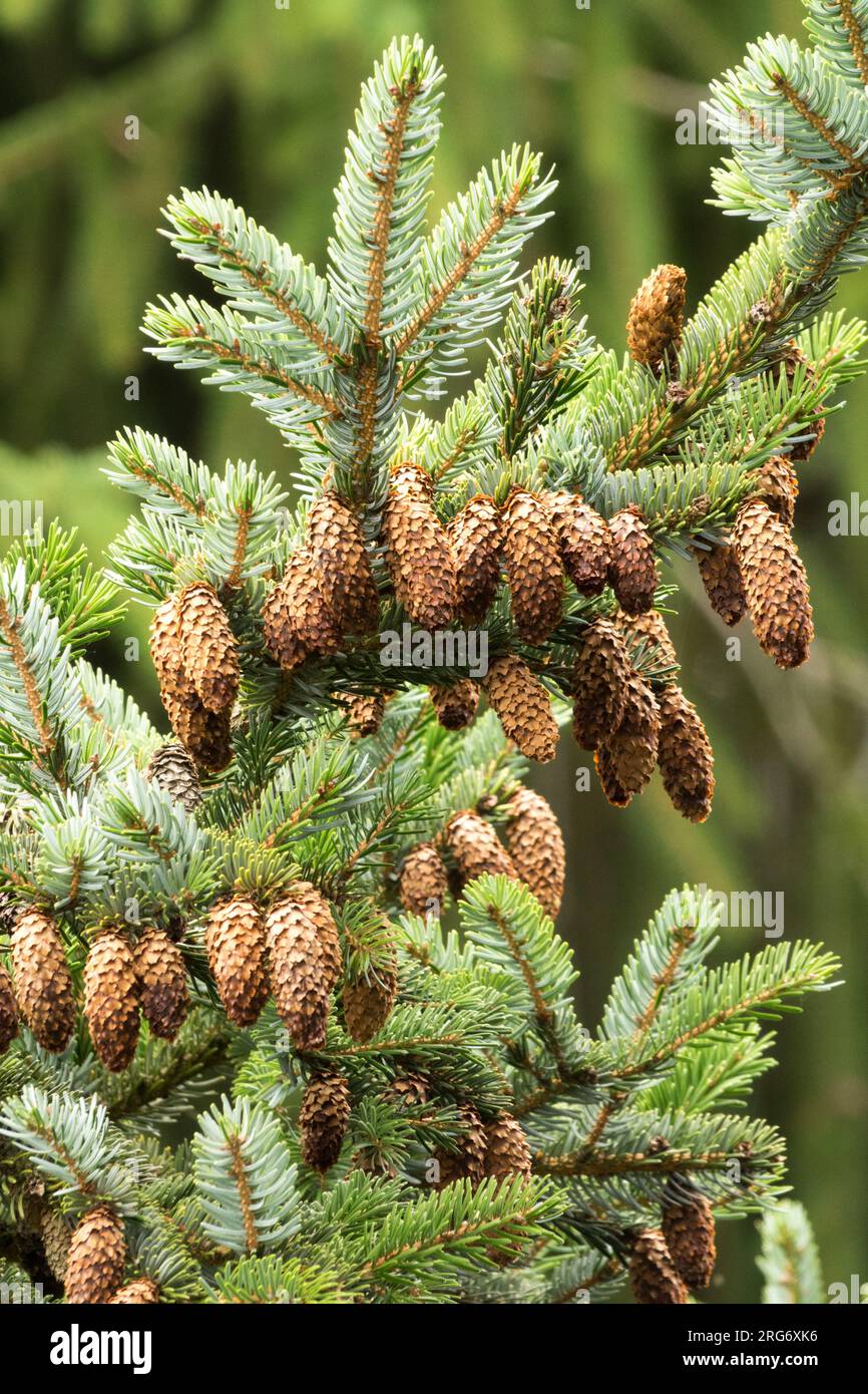 Female cones, Yezo Spruce, Cones, Picea jezoensis Stock Photo