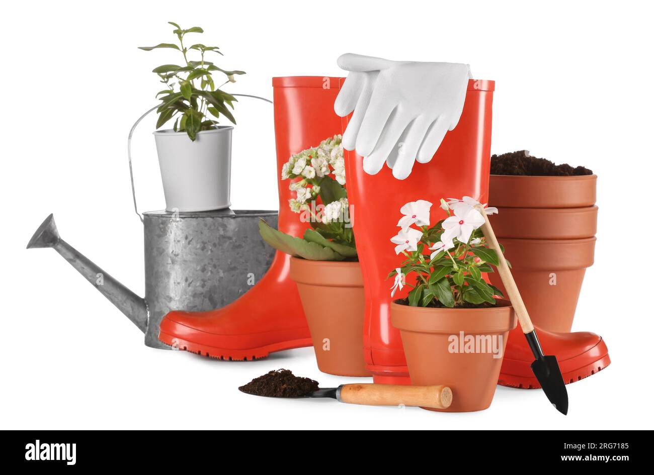 Beautiful flowers, pots, rubber boots and gardening tools isolated on ...