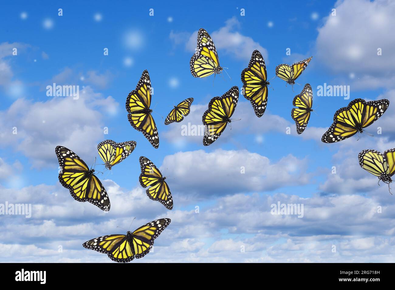 Yellow Butterfly Flying In The Sky