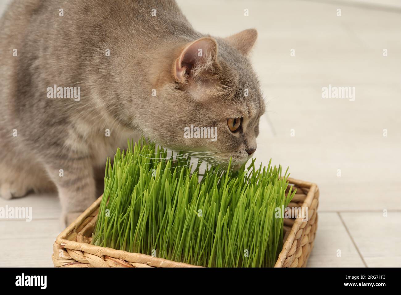 Photo inspiration: Fresh Look at Cute Cat Eating Fresh Green Grass On Floor Indoors Stock