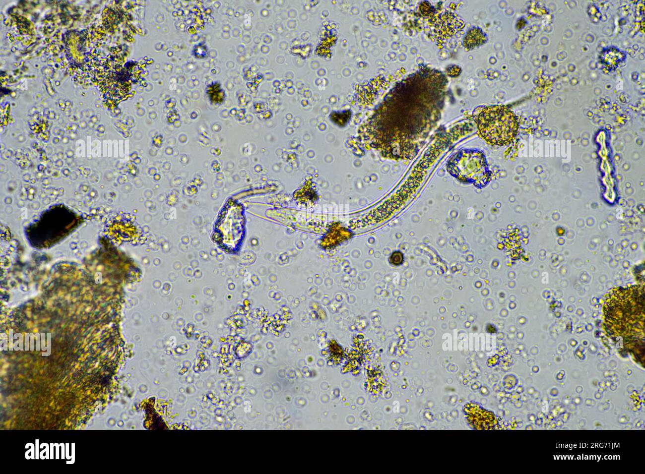 bacterial feeding soil nematode in a soil sample under the microscope on a regenerative farm Stock Photo