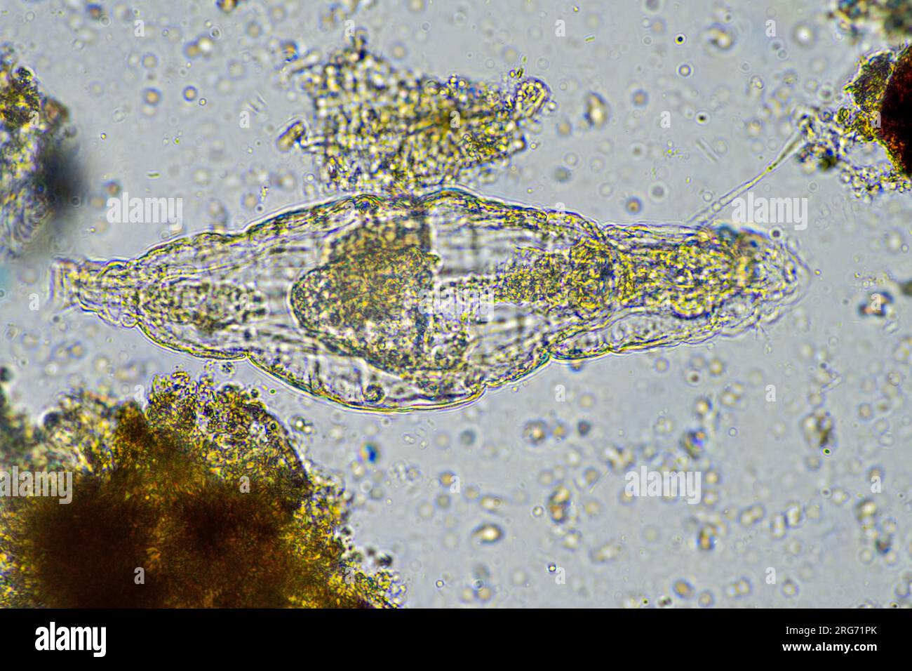 rotifer in a soil sample from a lake Stock Photo