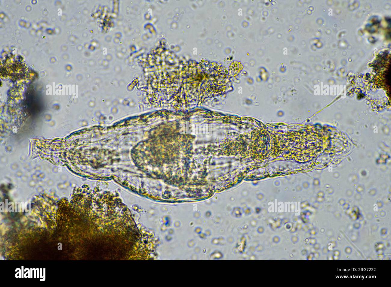 rotifer in a soil sample from a lake Stock Photo
