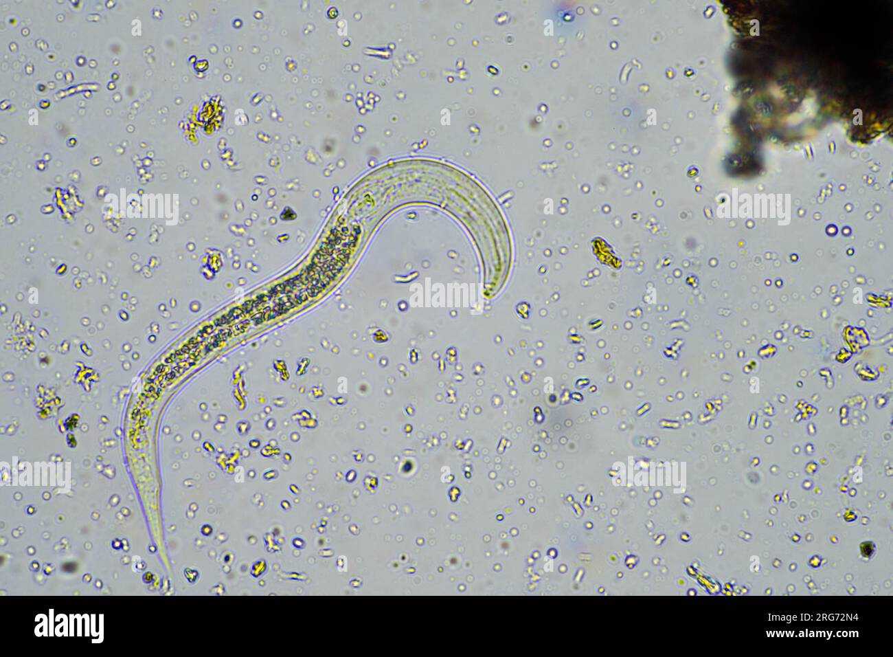bacterial feeding soil nematode in a soil sample under the microscope
