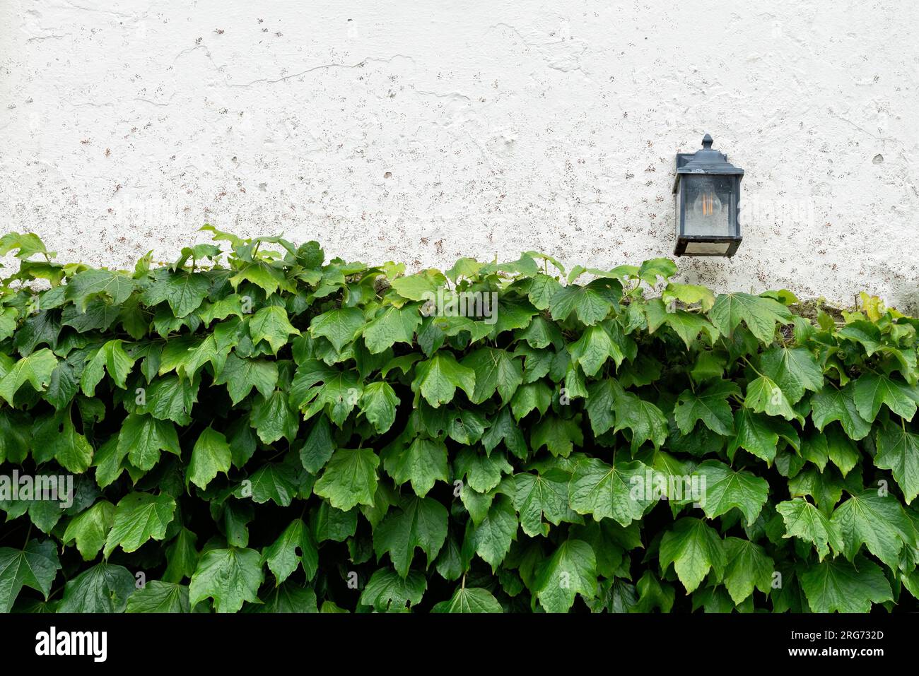 Wall with marks after boston ivy been partially removed Stock Photo
