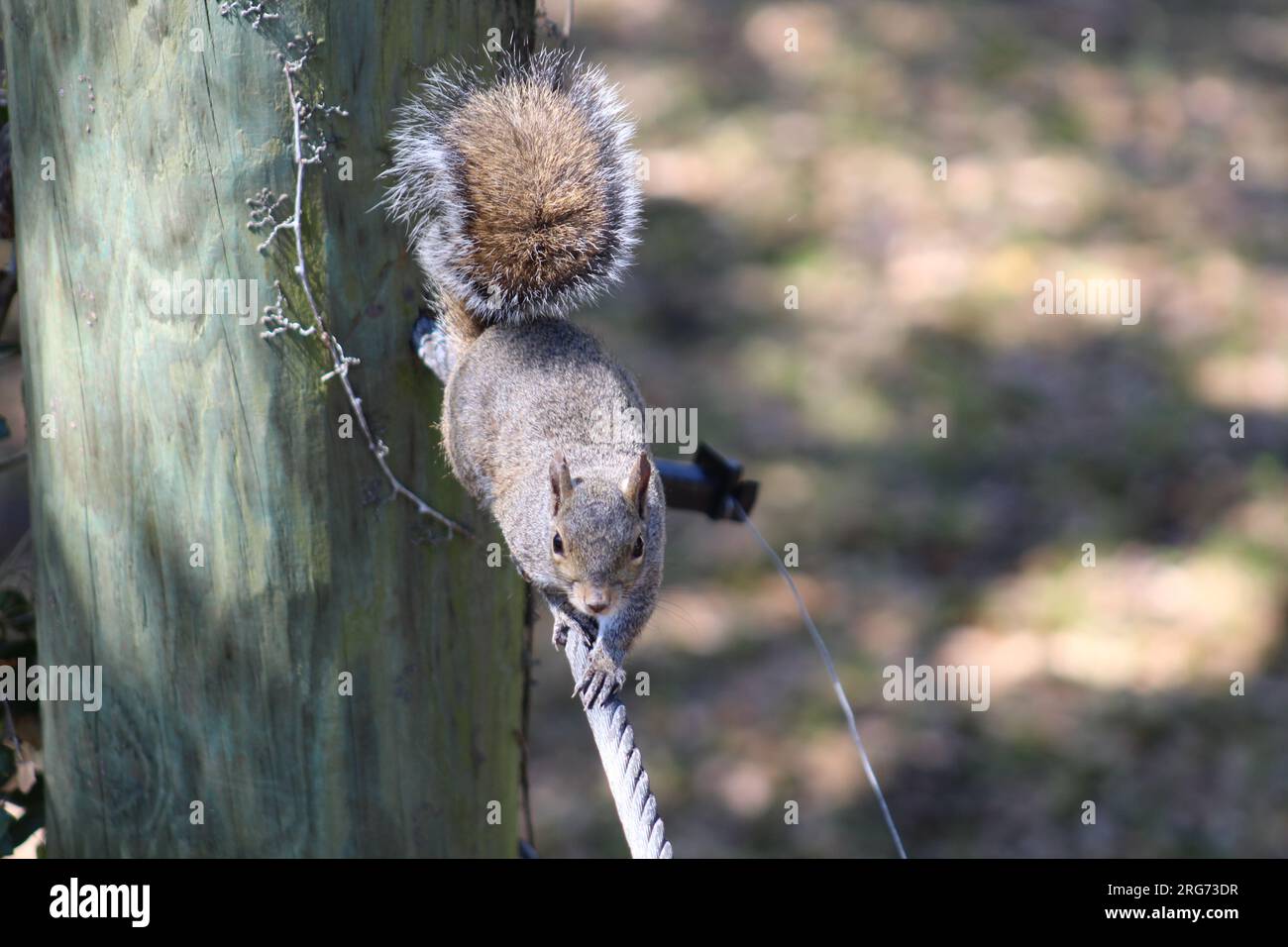 Squirrel climbing tree hi-res stock photography and images - Alamy