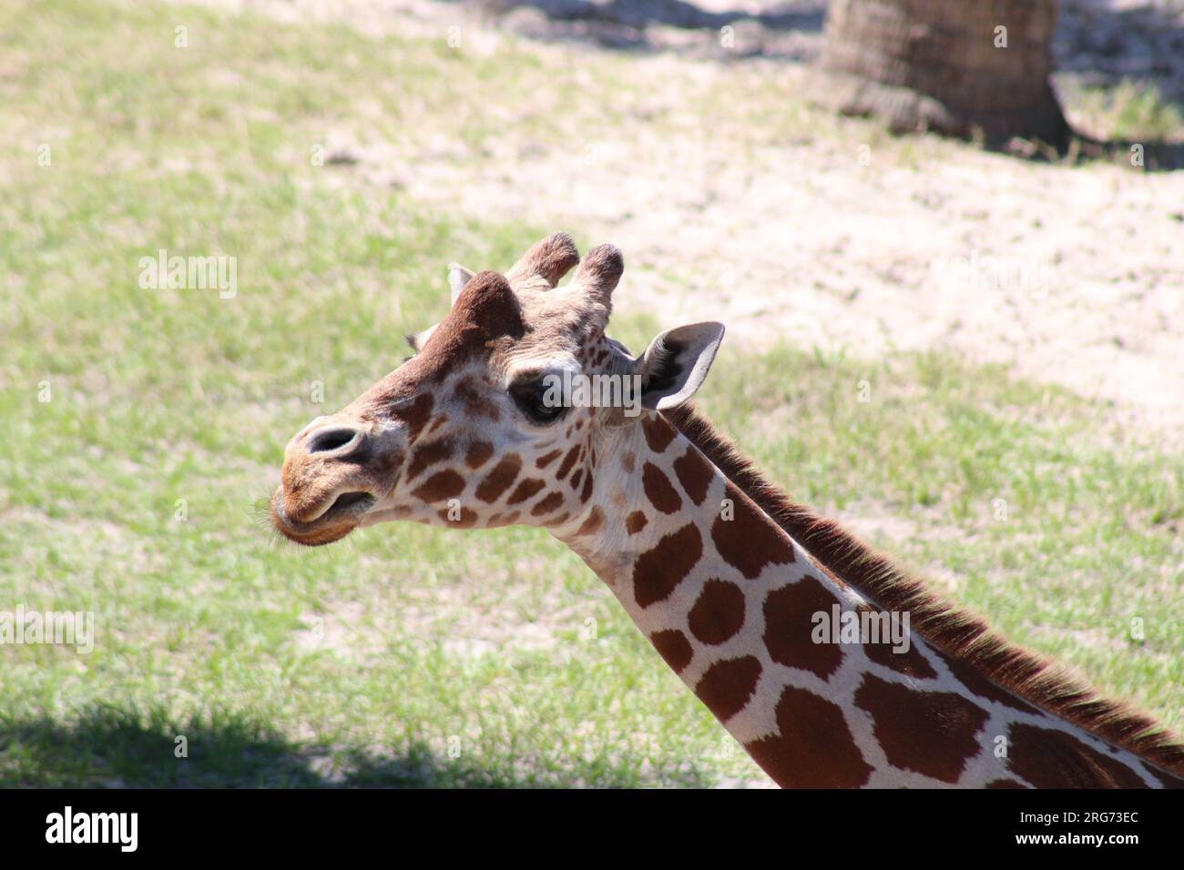 A Giraffe at the Jacksonville Zoo Stock Photo Alamy