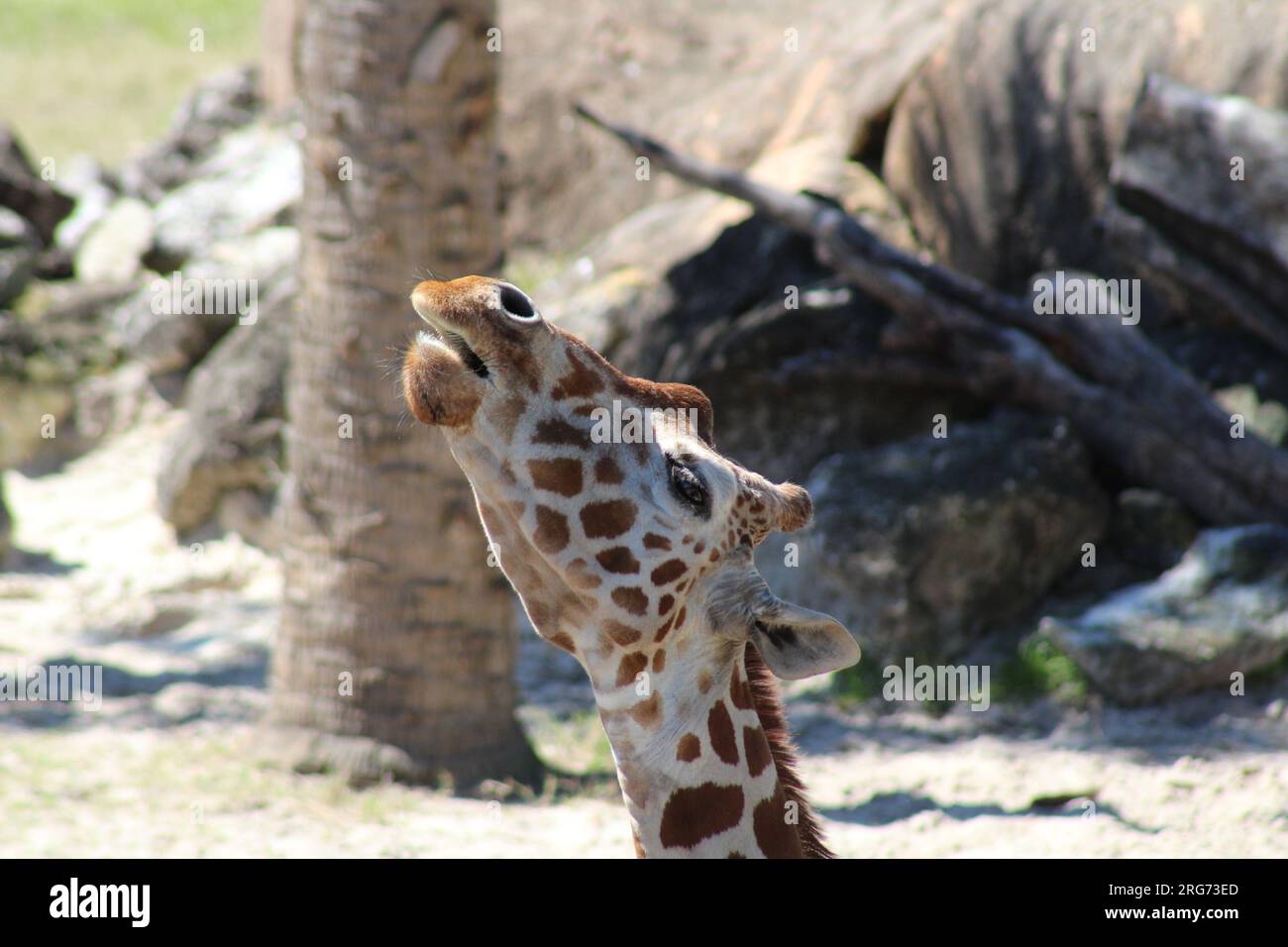 A Giraffe at the Jacksonville Zoo Stock Photo Alamy