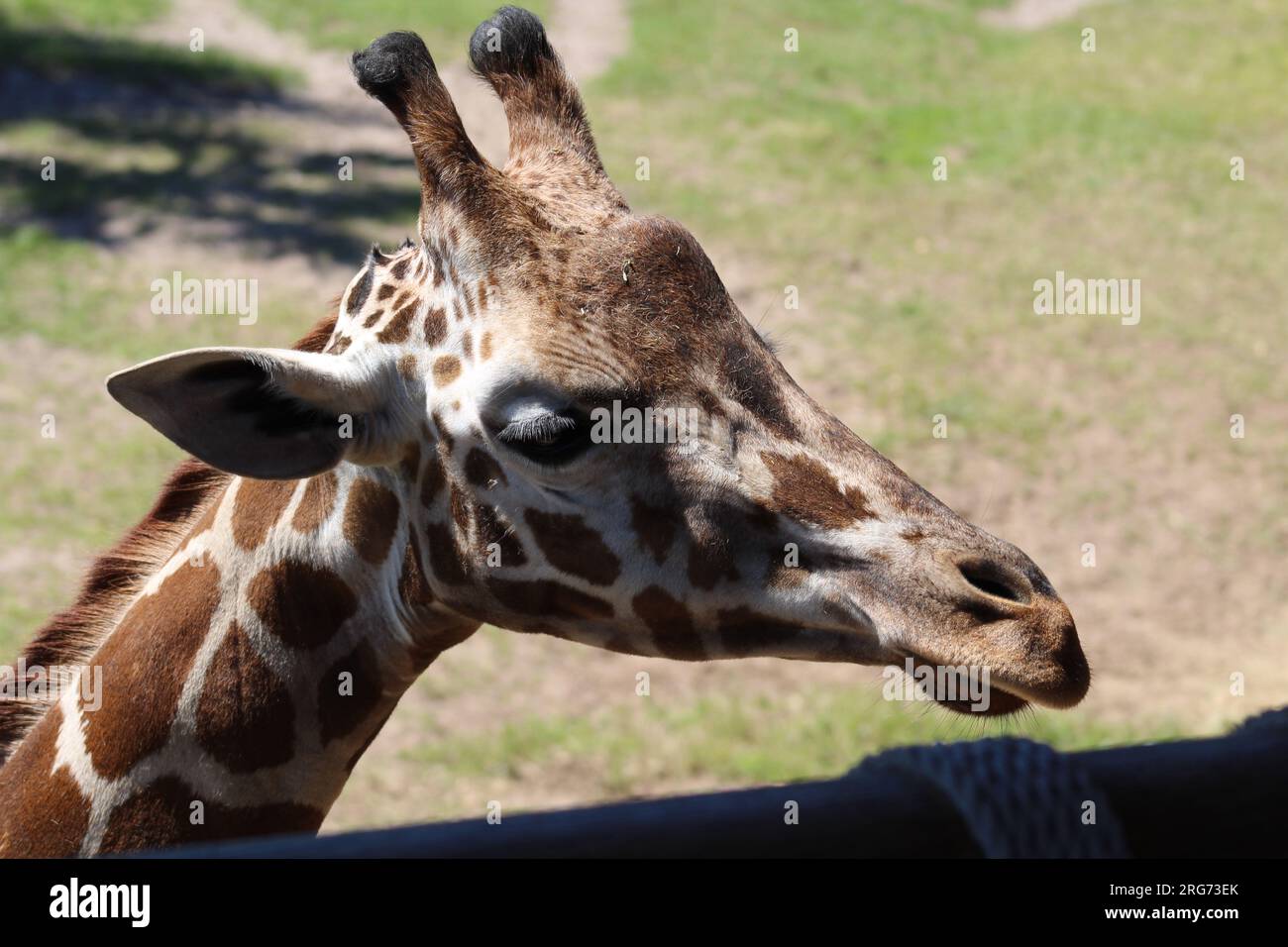 A Giraffe at the Jacksonville Zoo Stock Photo Alamy