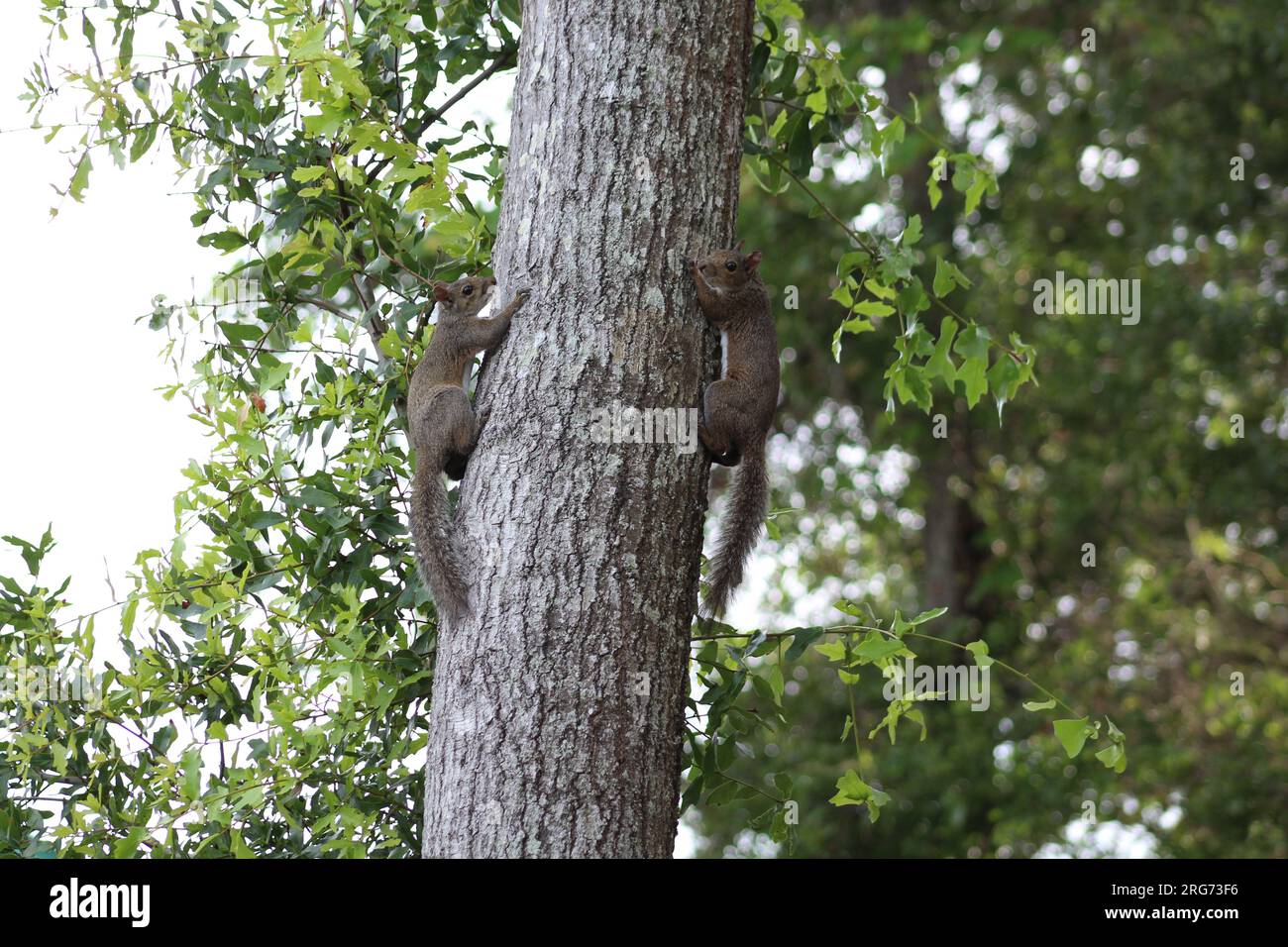 Chase up a tree hires stock photography and images Alamy
