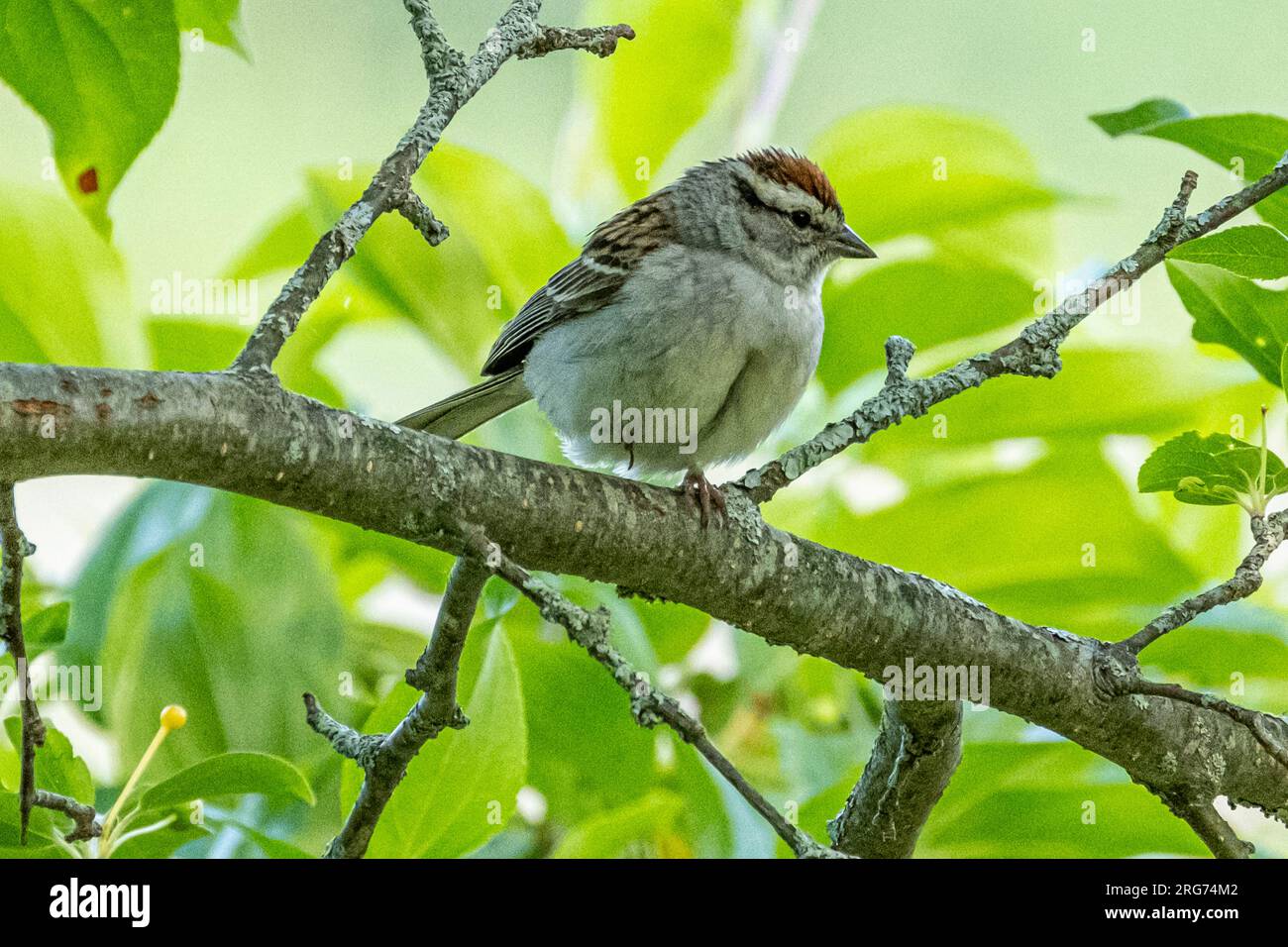 A chipping sparrow perched on a tree branch Stock Photo