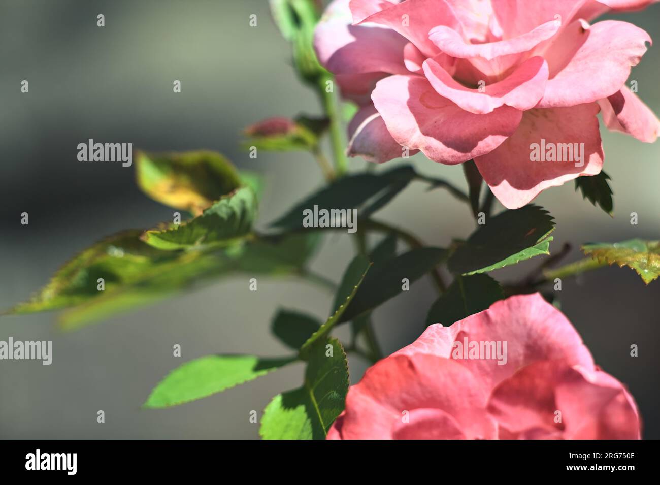 Two pink miniature roses in bloom seen up close Stock Photo - Alamy