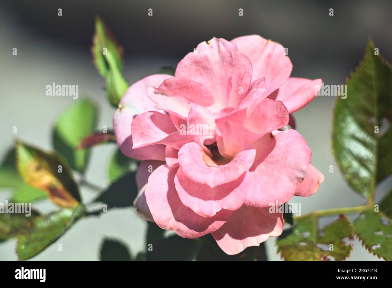 Miniature rose gift hi-res stock photography and images - Alamy