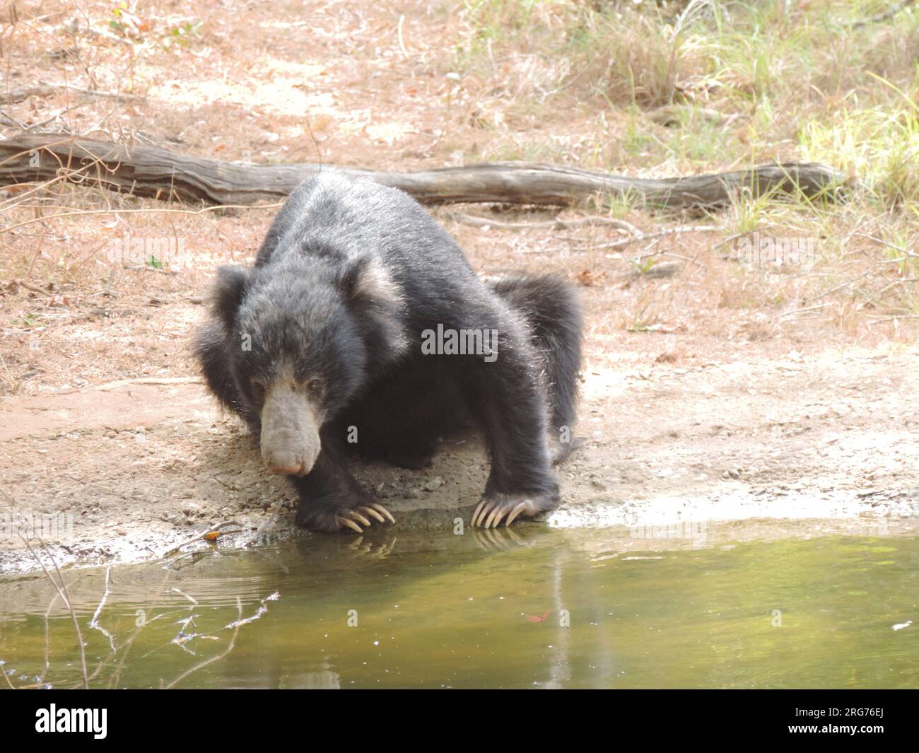 Sri Lankan Sloth Bear in the Wild, Visit Sri Lanka Stock Photo - Alamy