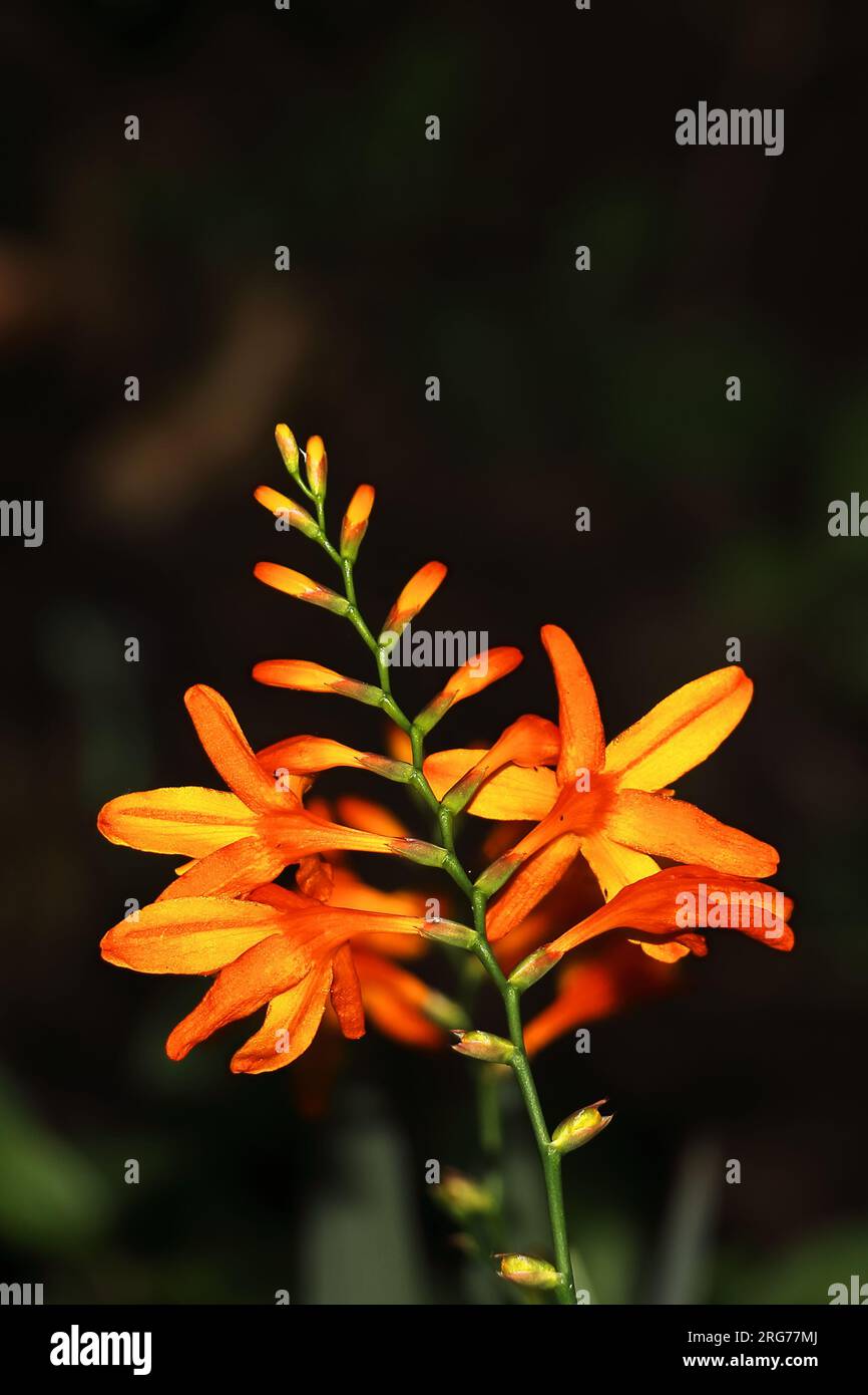 beautiful wild flowers are blooming in the forest in summer season