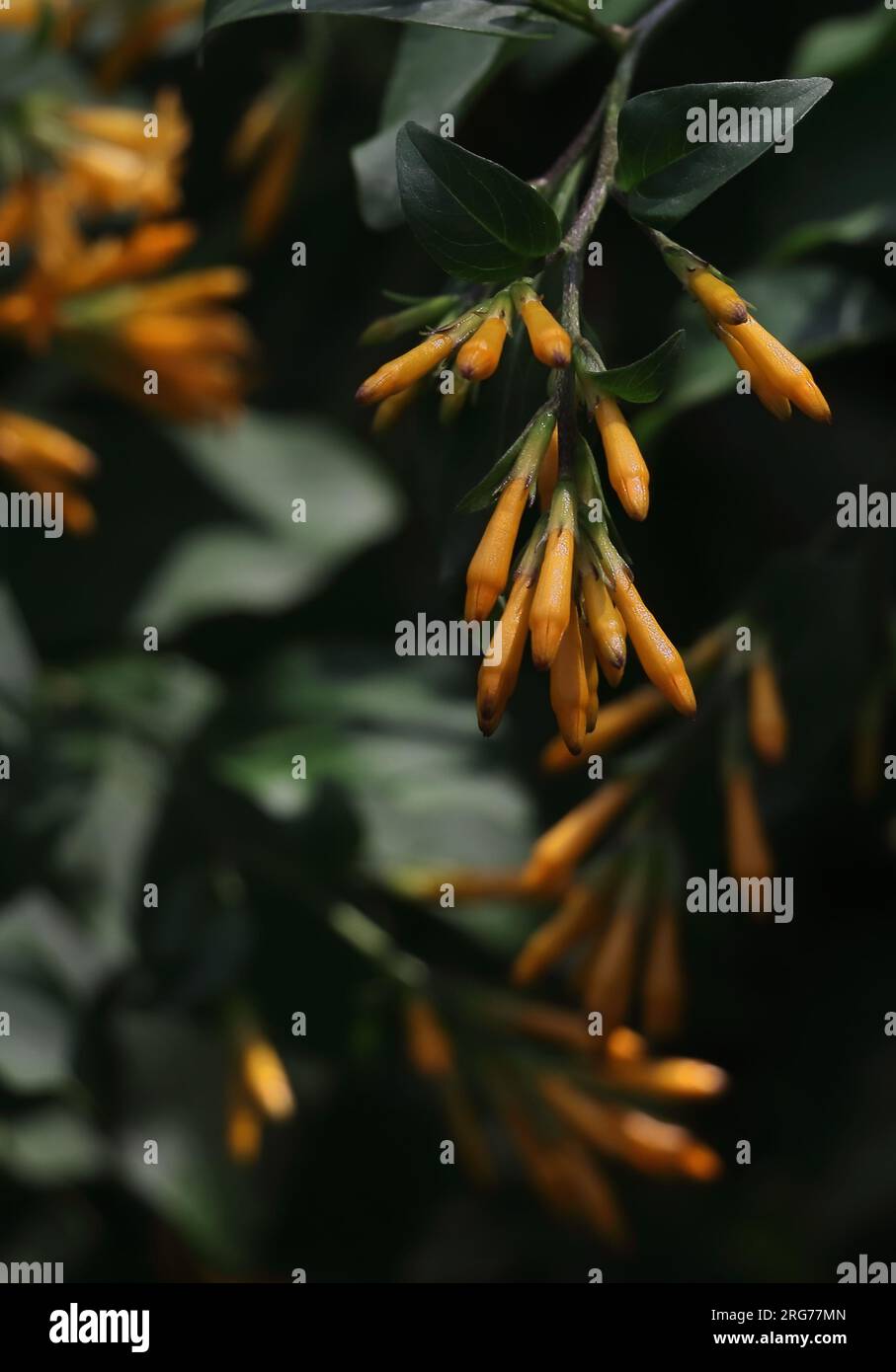 Wild himalayan flower india hi-res stock photography and images - Alamy