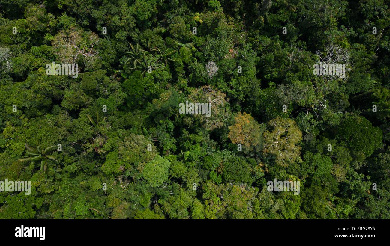Amazon forests have large trees that provide oxygen to the world Stock
