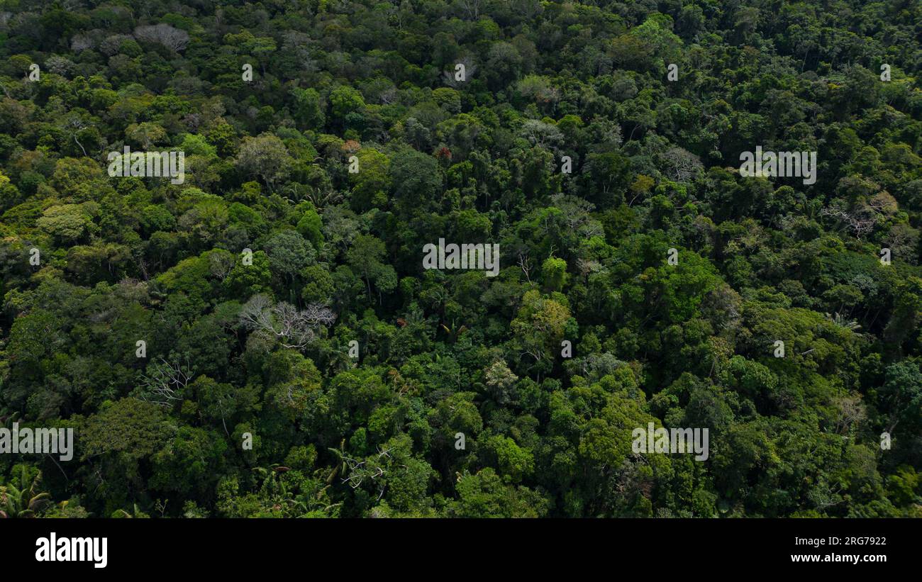 Amazon forests have large trees that provide oxygen to the