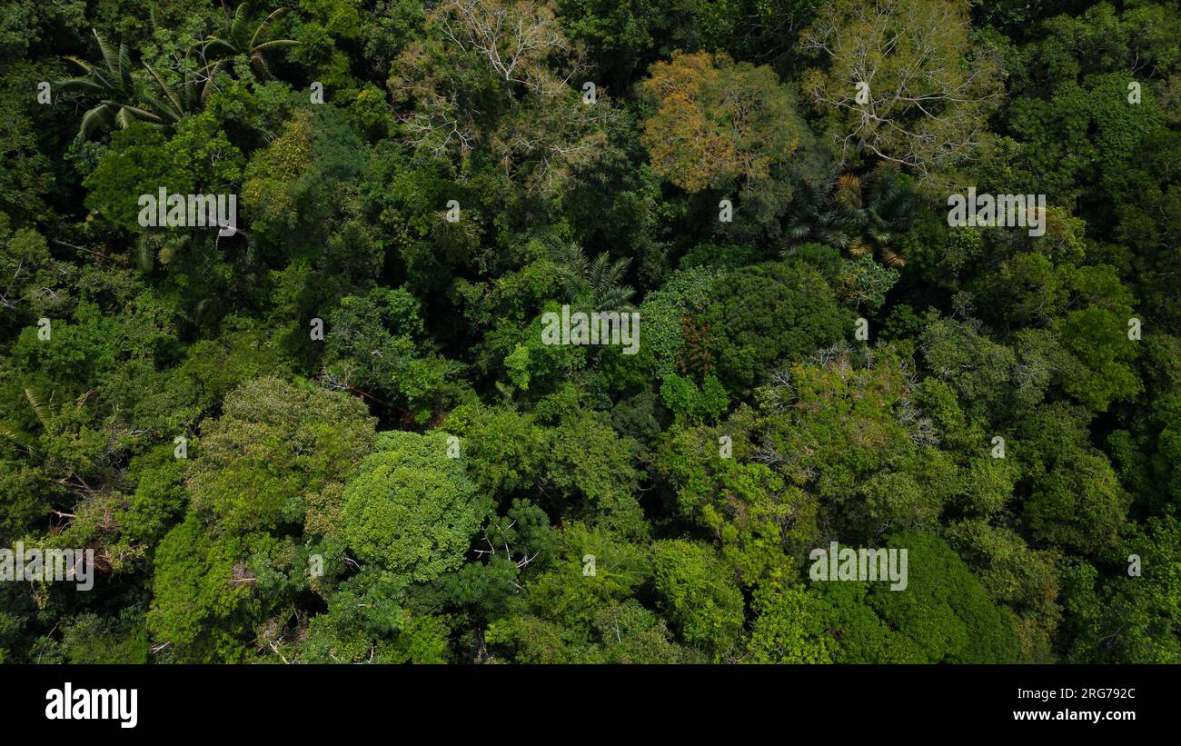 Amazon forests have large trees that provide oxygen to the world Stock