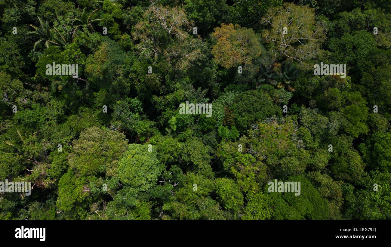Selva amazonica hi-res stock photography and images - Alamy