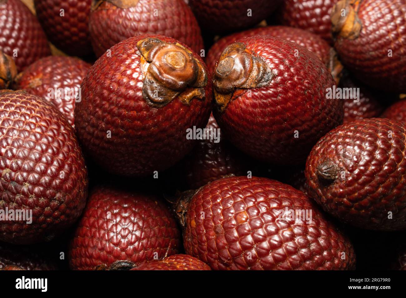 Palmeras amazonicas hi-res stock photography and images - Alamy