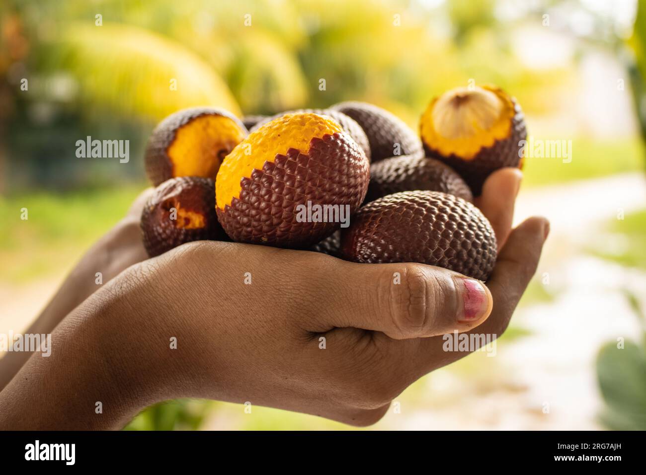 Cascara hi-res stock photography and images - Page 4 - Alamy