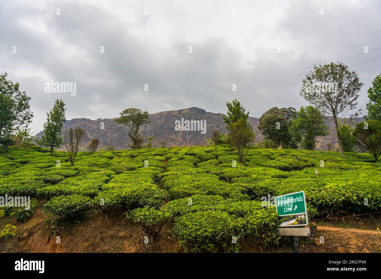 Tea plantations in mountains in Munnar Kerala South India. High mountain green tea on predam plan mountains in the background. How to grow tea in Ceyl Stock Photo