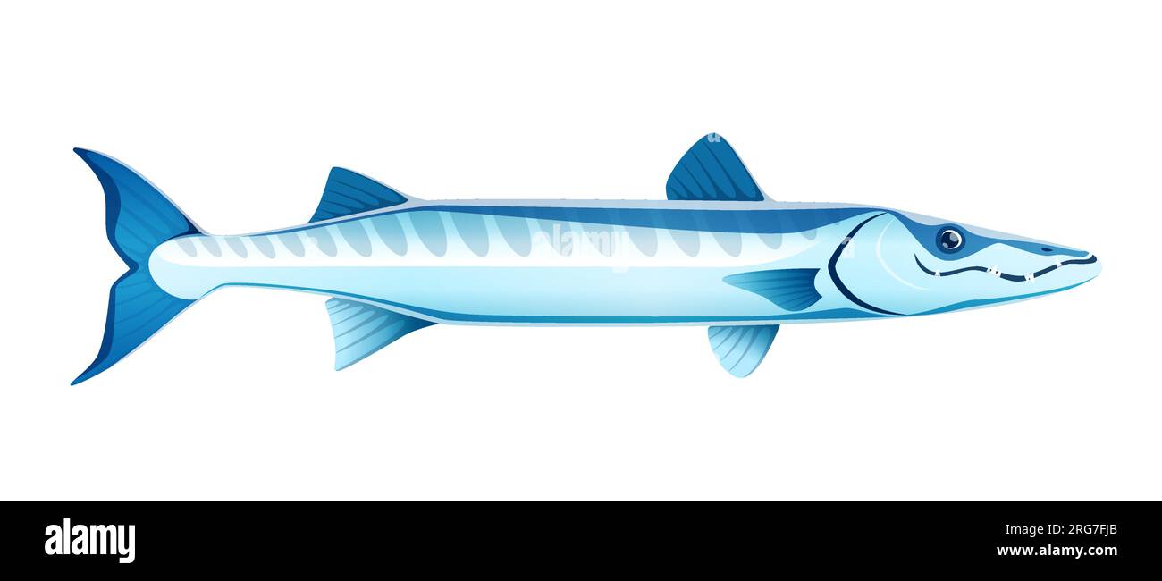 Cartoon barracuda sea animal. Isolated vector sleek and formidable predatory creature with a streamlined body, sharp teeth, and powerful jaws, known for its agility and speed in hunting its prey Stock Vector